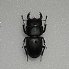 Dorcus parallelepipedus&nbsp;17