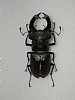 Lucanus cervus&nbsp;20