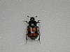 Necrophorus investigator&nbsp;22