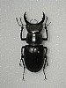 Lucanus tetraodon&nbsp;23