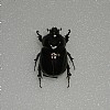 Phyllognathus silenus&nbsp;26