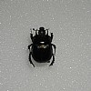 Typhoeus thyphoeus&nbsp;29