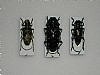 Acalolepta permutans Anoplophora chinensis Anoplophora nobilis 31