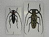 Aromia bungi Batocera horsfieldi 32