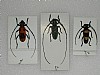 Purpuricenus lituratus Monochamus guerryi Thermistes croceocincta 35