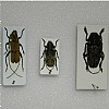 Rosalia bouvieri Aphelocnemia latifasciata Aristobia hispida 37