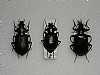 Calosoma auropunctatum,Calosoma inquisitor,Calosoma guinense 39