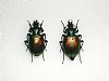Calosoma sycophanta coppia 40