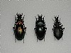 Carabus sollieri,Carabus glabratus,Cychrus italicus 42