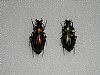 Carabus auratus 43
