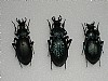 Megodontus violaceus,Megodontus caelatus,Carabus problematicum 44