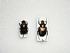 Onthophagus seniculus,Gnorimus nobilis 45