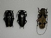 Prionus besikanus coppia Monochamus tonkinensis 47