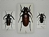 Prionus margelanicus Dorysthenes forficatus Prionus balassogloi 51