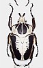 Goliathus regius&nbsp;52