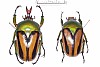 Eudicella ducalis&nbsp;53