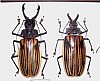 Macrodontia dejeani&nbsp;57