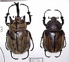 Megasoma gyas&nbsp;58