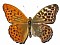 Argynnis paphia ginandromorfo (scheda: 25)