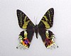 dritto 4079