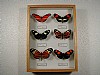 cm 19x26 € 30 257