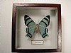 A.agathyrus 13x13 € 11 263