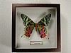 U.ripheus 13x13 € 9 264