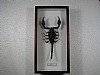 Scorpione 13x26 € 19 266