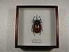 E.gracilicornis 17x17 € 15 267