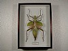 H.dilatata 19x26 € 24 269
