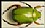 Penthicodes pulchella