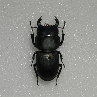 Dorcus parallelepipedus