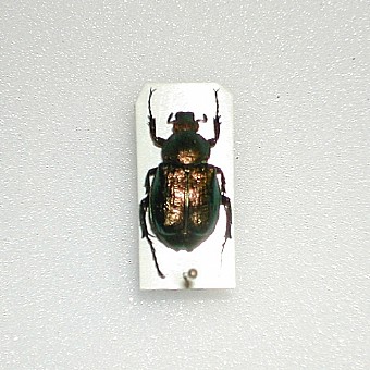 Gnorimus nobilis