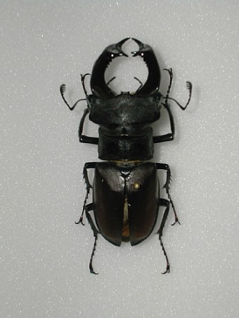 Lucanus cervus