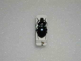 Myas chalybecus