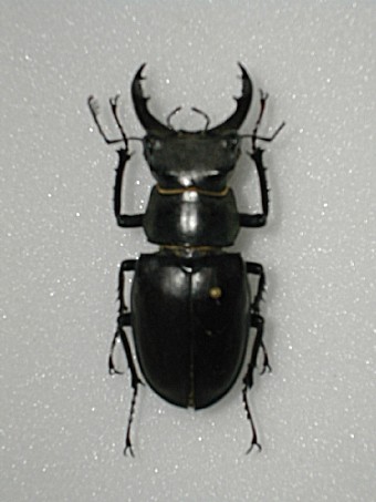 Lucanus tetraodon