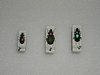 Fanagoeus cruxmajor Chleniellus lusitanus Poecilus striatopunctatus