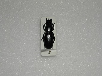 Percus andreinii