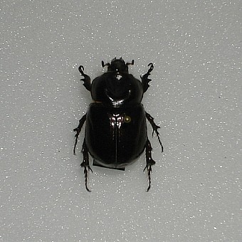 Phyllognathus silenus