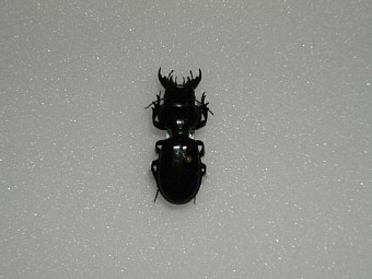 Scarites buprestoides