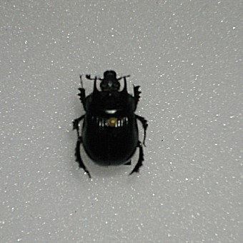 Typhoeus thyphoeus