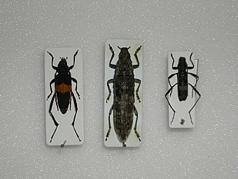 Embraksiana bimaculata Rhitoderes bowringi Demonax seoulensis