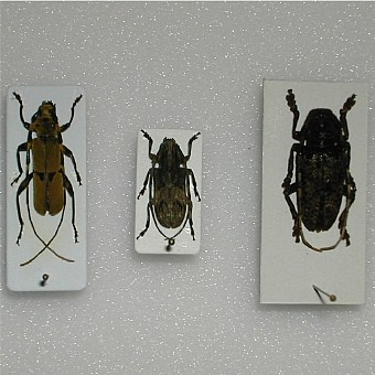 Rosalia bouvieri Aphelocnemia latifasciata Aristobia hispida