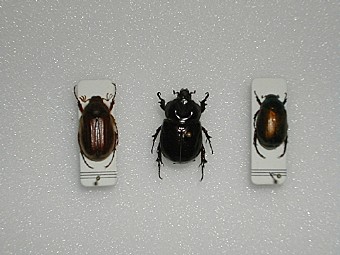 Amphymallum solstizialis,Phyllognathus silenus,Anomala vitis