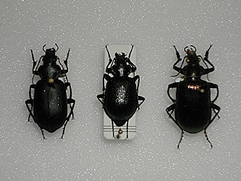 Calosoma auropunctatum,Calosoma inquisitor,Calosoma guinense