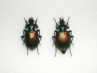 Calosoma sycophanta coppia