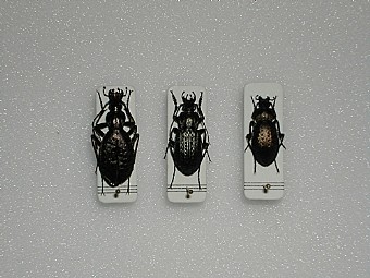 Carabus creutzeri,Carabus granulatus,Carabus cenisius