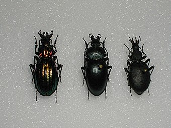 Carabus sollieri,Carabus glabratus,Cychrus italicus