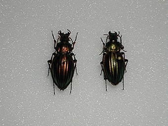 Carabus auratus