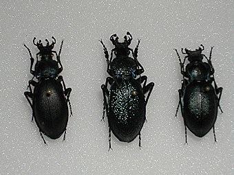 Megodontus violaceus,Megodontus caelatus,Carabus problematicum